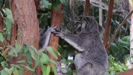 koala interacts with tree in lush forest setting