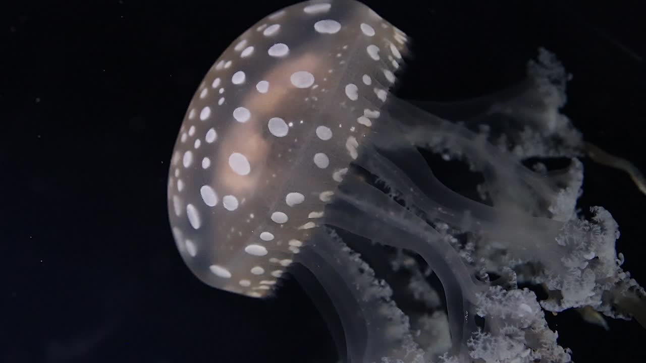 Spotted Jellyfish in the Deep Sea