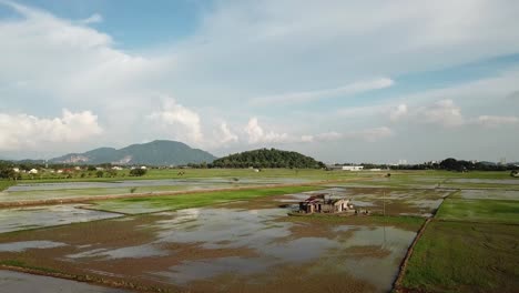 aerial fly over abandoned wooden house at paddy field at permatang pauh, penang.