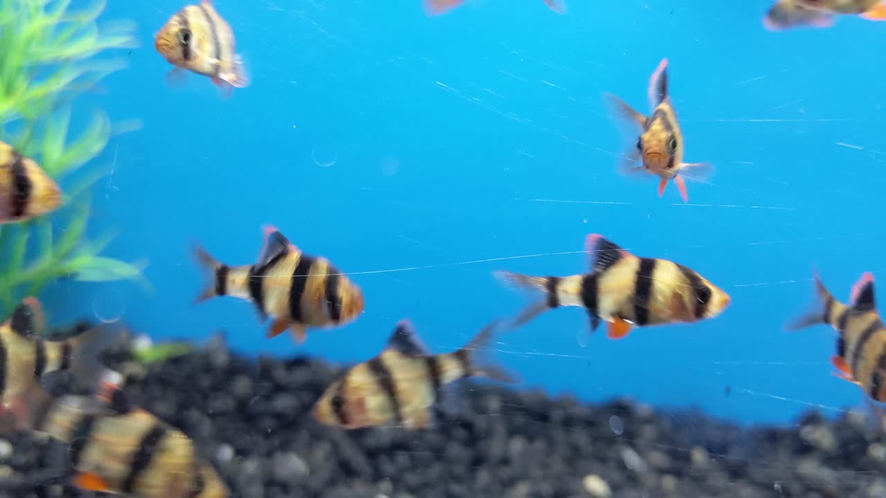 바쁘게 움직이는 물고기 떼