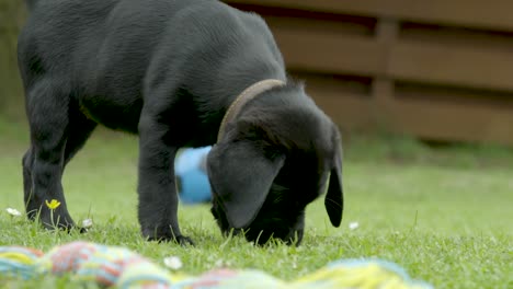 Pequeño-Labrador-Negro-Joven-Que-Lleva-Un-Collar-Marrón-Mientras-Está-De-Pie-En-La-Hierba-Verde-Y-Olfateando-El-Suelo-En-Un-Día-De-Verano