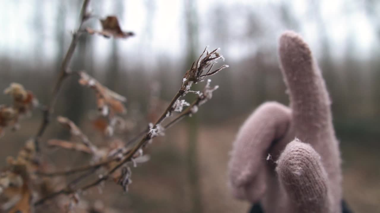 Female hand wearing pink glove touches the tip of dry frosty branch while little pieces of ice are falling off, SLOW MOTION