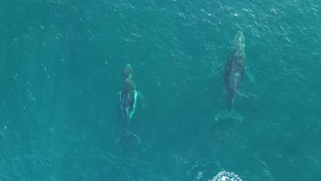 Drone-aerial-shot-of-2-humpback-whales-swimming-alongside-each-other-Norah-Head-beautiful-majestic-travel-tourism-environment-nature-Central-Coast-NSW-Australia