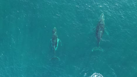 drone aerial shot of 2 humpback whales swimming alongside each other norah head beautiful majestic travel tourism environment nature central coast nsw australia