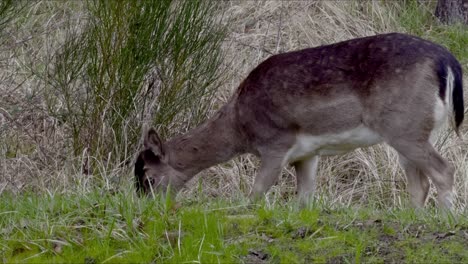 Close-up-of-fawn-grazing-on-grass-in-wild-landscape