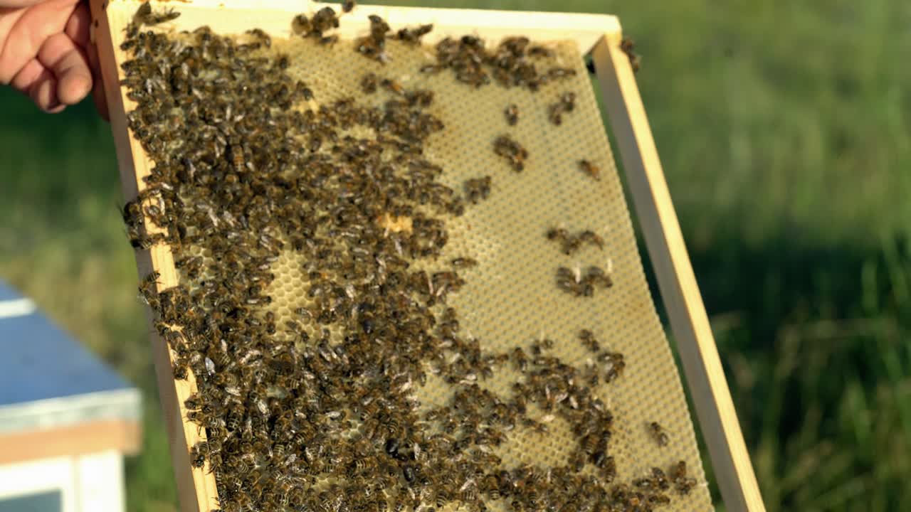 Beekeeper checking honeycomb frame with bees in his apiary. Working bees in a hive. Beekeeping. Honey.