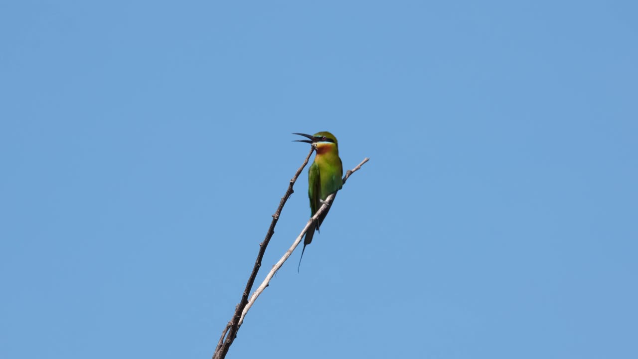 날개를 흔드는 것을 본 다음 밝고 화창한 날 나뭇가지에 있는 동안 입을 벌리고 똥을 내는 파란 꼬리 벌잡이 메롭스 필리핀, 태국