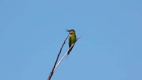 visto agitando sus alas, luego abre la boca y hace caca mientras está en una ramita durante un día soleado, el abejaruco de cola azul merops philippinus, tailandia