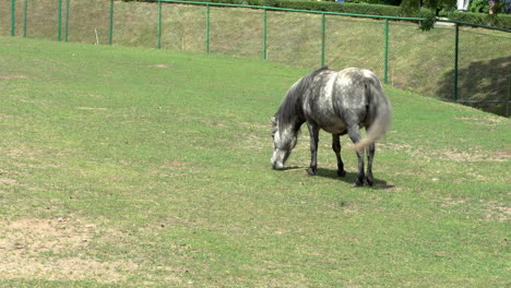 Exotisches-Schottisches-Shetlandpony-Geflecktes-Pferd,-Das-Weidet