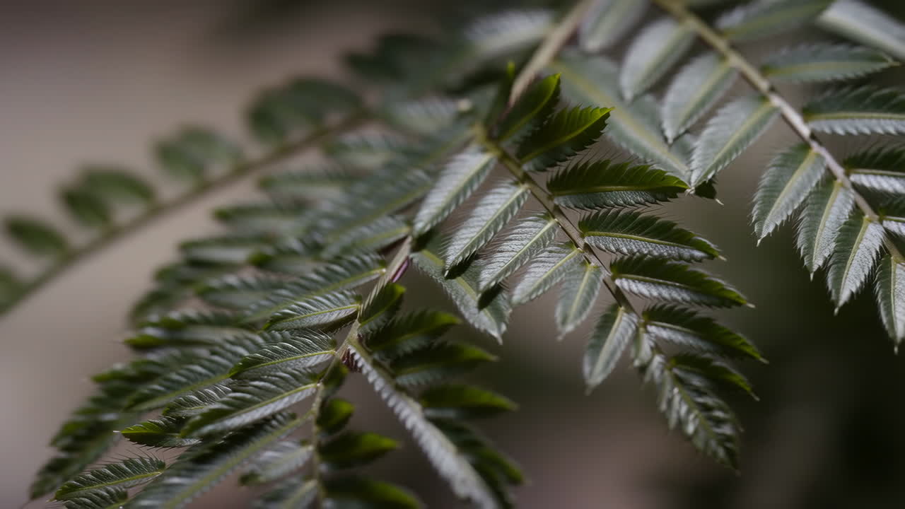 primer plano de las hojas de helecho verde