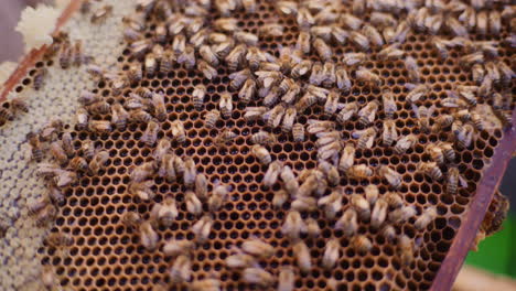 las abejas que trabajan llenan las celdas con miel.