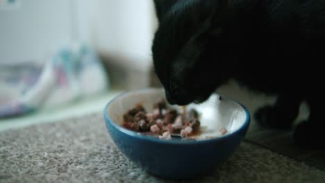 close up of black cat that is eating out of a blue bowl