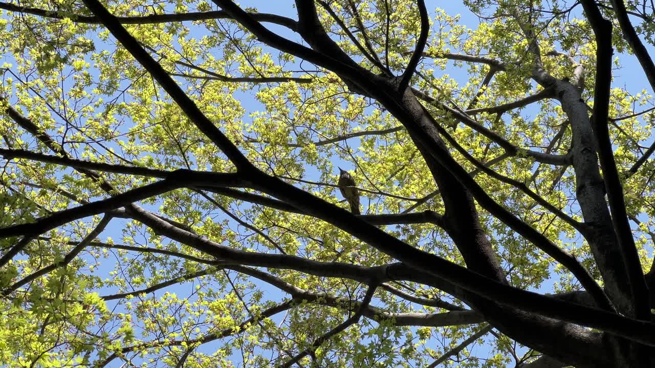 Bird sitting on twigs of beautiful yellow tree against blue sky