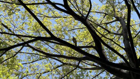 bird sitting on twigs of beautiful yellow tree against blue sky