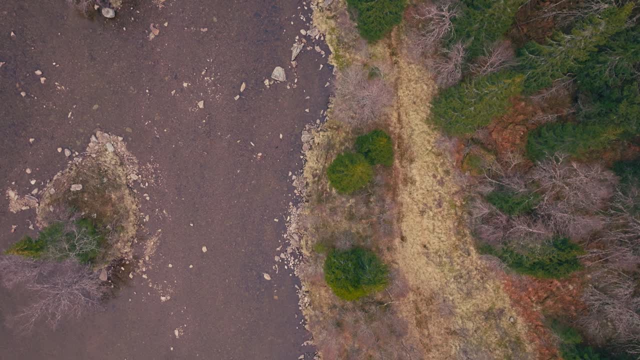 Above View Of A Flowing Stream Of A River In A Conifer Forest. Aerial Shot