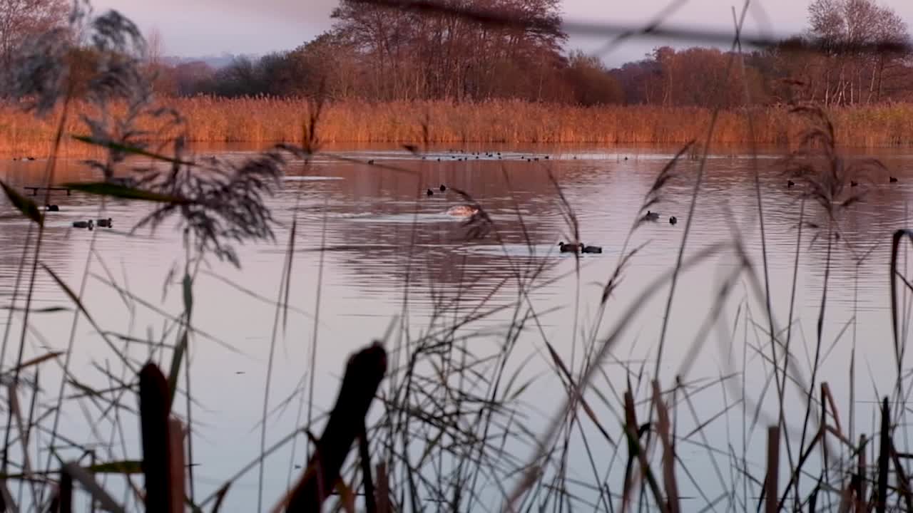 Watching a swan and ducks feeding dipping head into the water of lake with reeds at sunset in Somerset, England