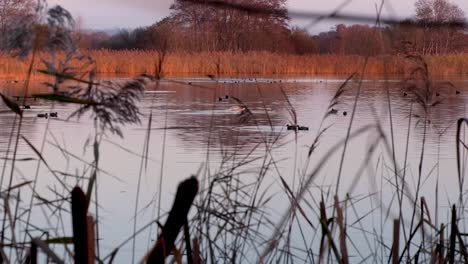 watching a swan and ducks feeding dipping head into the water of lake with reeds at sunset in somerset, england