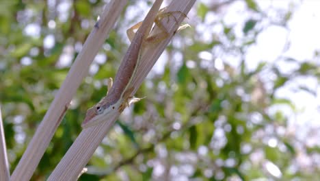 Lagarto-Perezoso-Hembra-Del-Caribe-Tropical