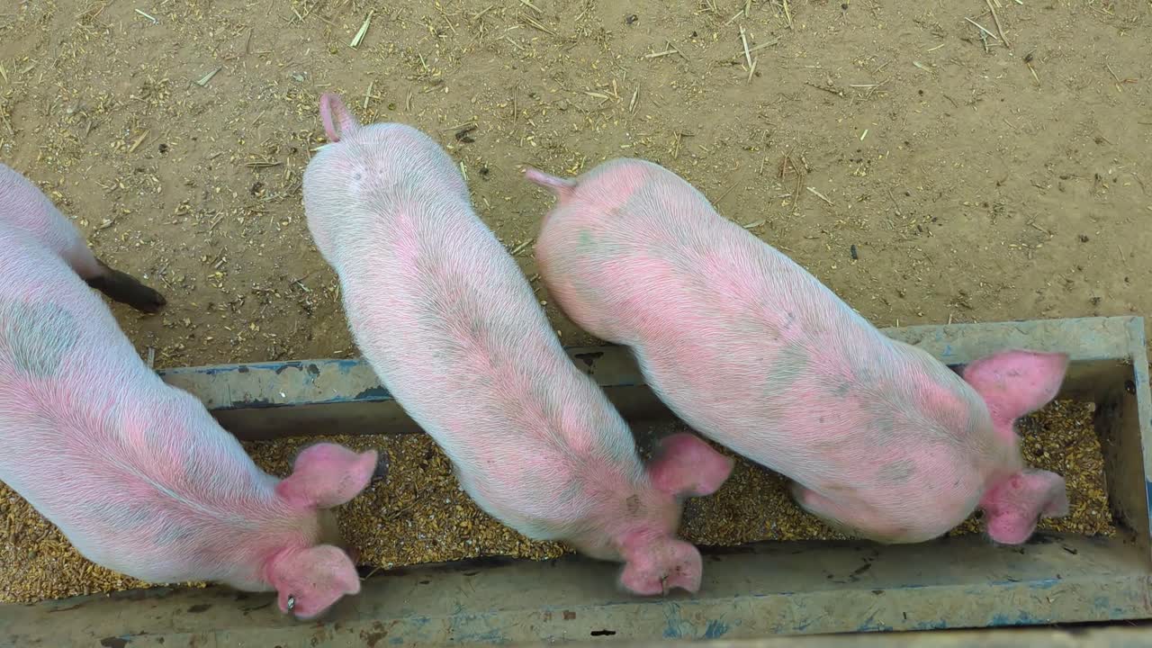 Cute Baby Piglets Eating From Trough in Pigpen. Agriculture Farming Feeding Footage.