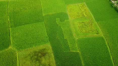 Schöne-Luftaufnahme-Des-Tiefgrünen-Reisfeldes-Und-Des-Dorfes-In-Westbengalen,-Indien