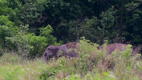 los elefantes asiáticos son especies en peligro de extinción y también son residentes de tailandia