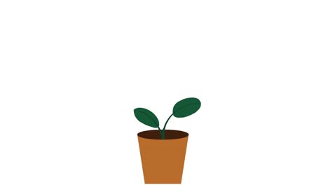 plant with 2 leaves grows and germinates in terracotta pot on white background