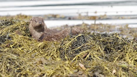 Nutria-Madre-Y-Cachorros-En-Un-Nido-De-Algas-Amarillas-En-La-Costa,-De-Cerca