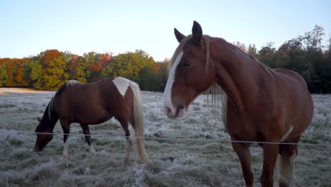 a curious horse is checking into the camera and more horses comes close to have a look and play