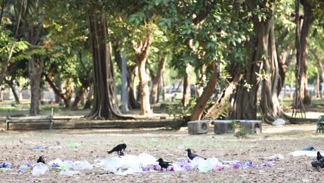 birds forage and fly in a tranquil forest clearing.