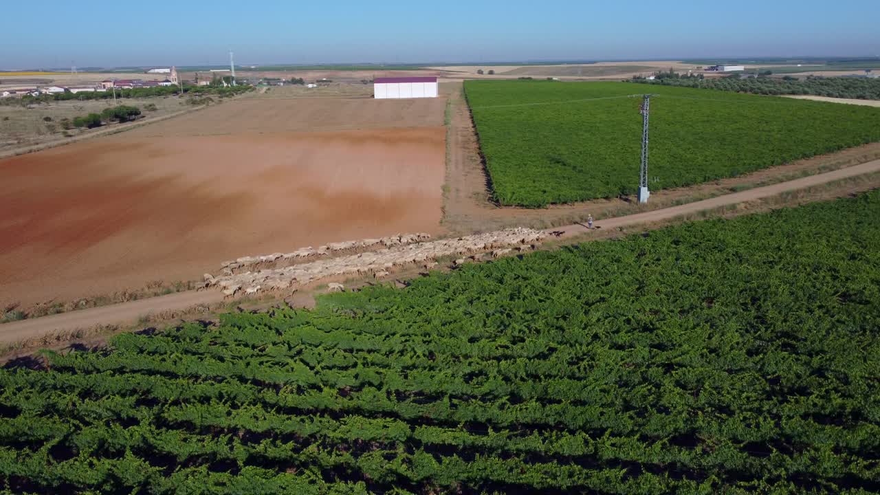 ovejas en el campo vistas desde el aire