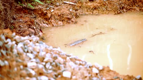 A-rock-being-thrown-into-a-small-pond-of-dirt,-water-and-mud