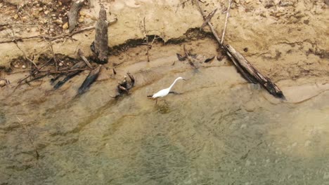 White-Heron