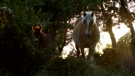 caballos salvajes en el bosque al atardecer