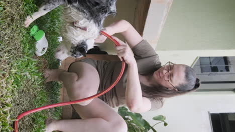 Caucasian-woman-bathing-her-Australian-Shepherd-dog-with-soap,-shampoo-and-hose-in-her-garden,-vertical-video