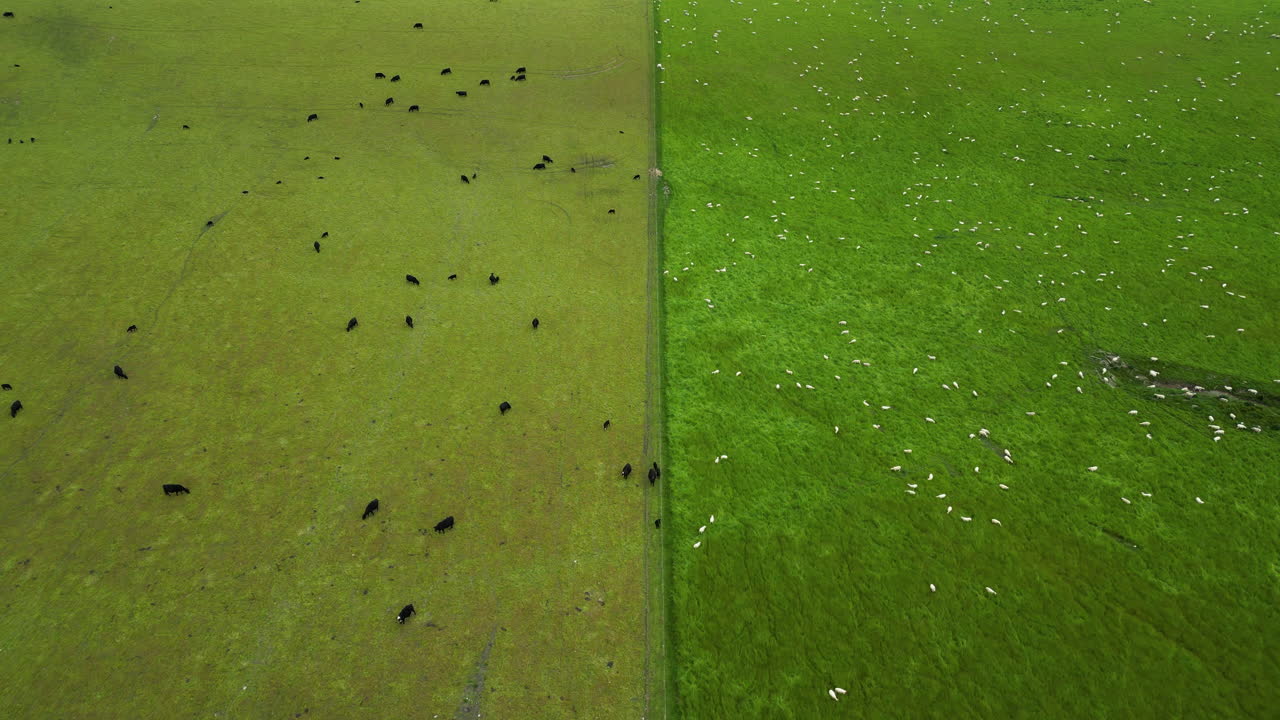 중앙에 울타리로 구분된 가축 목초지에서 풀을 뜯는 공중, 소, 양