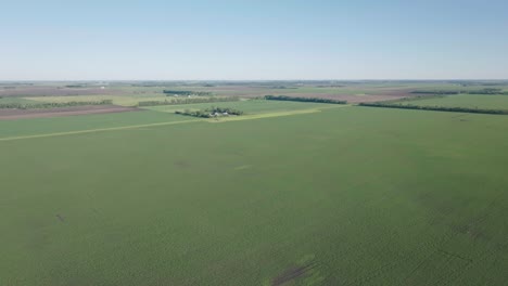 drone aéreo inclinado hacia abajo disparado sobre los cultivos de maíz verde que crecen a principios del verano en dakota del norte, estados unidos durante la mañana