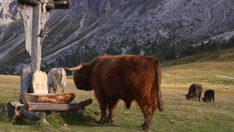 jak - vaca pastando en los hermosos alpes de italia en medio de las montañas filmada en 4k