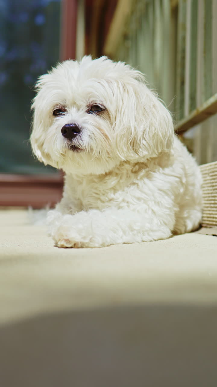 Un incrocio Bichon Frise e Shih Tzu riposa sul portico sotto il sole pomeridiano, godendosi una giornata calda con un atteggiamento rilassato e uno sguardo curioso