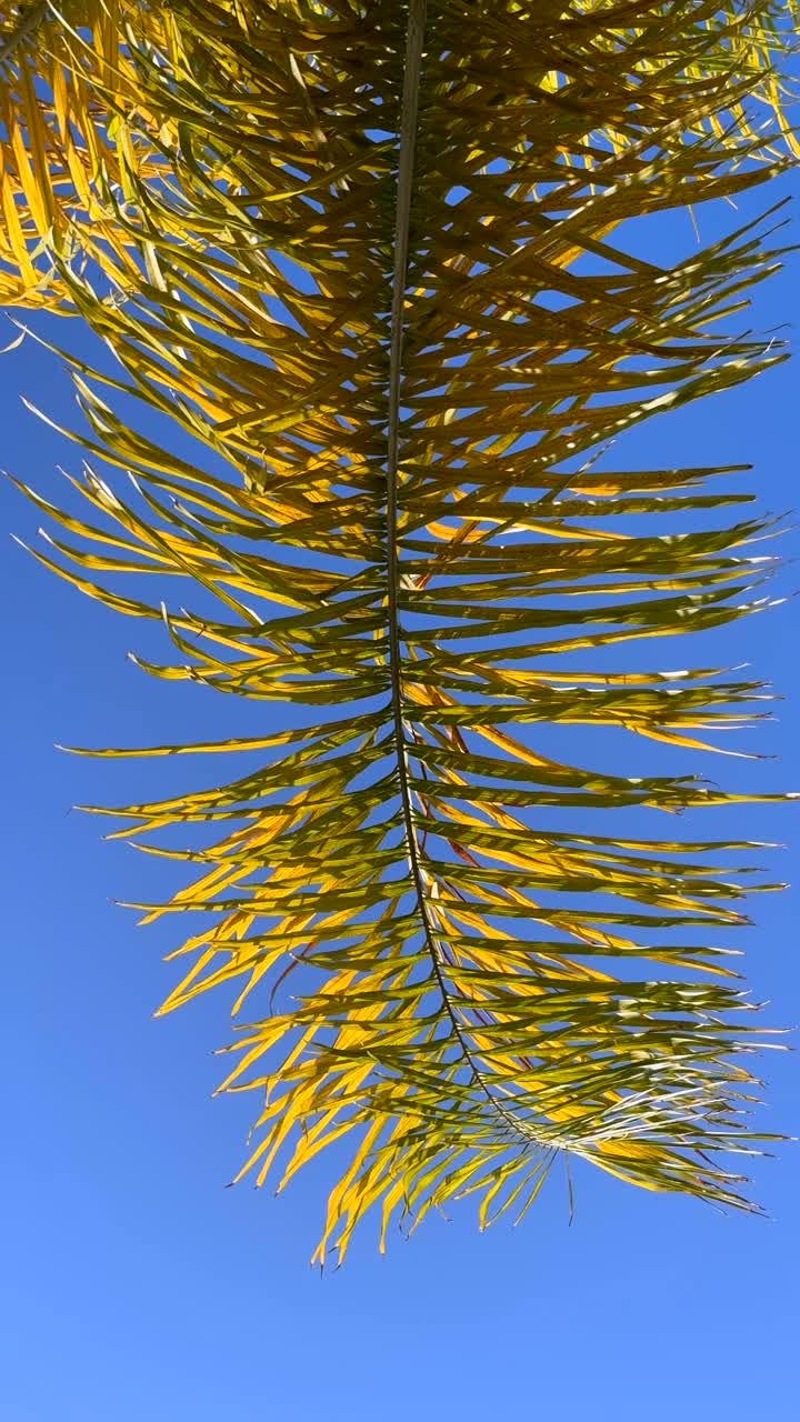 Palm Tree Leaf Against a Blue Sky