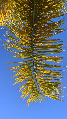 palm tree leaf against a blue sky