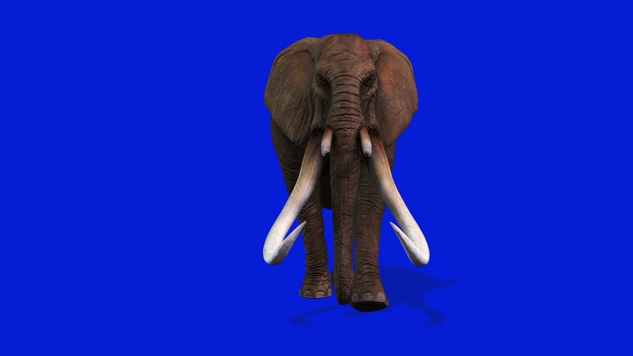 Elephant Walking, Front View Seamless Loop, Blue Screen Chromakey