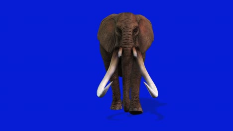 elephant walking, front view seamless loop, blue screen chromakey