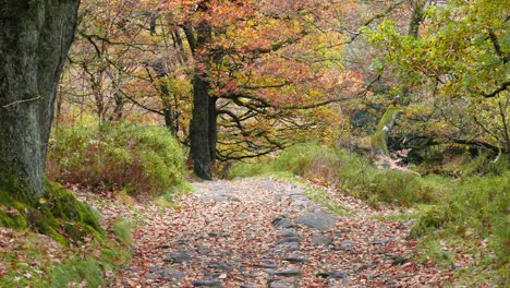 a peaceful and serene autumn-winter woodland, slow stream, golden oaks, and fallen leaves covering the tranquil landscape