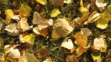 yellowed leaves that fall on the ground in autumn. the fall of yellowed leaves to the ground in autumn.