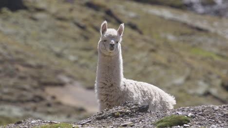 a lllama standing alone on the side of a mountain in the peruvian andes