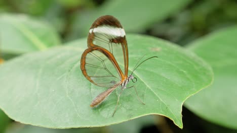 close up shot glasswing butterfly greta oto sitting still on leaf