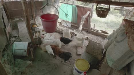 chickens eating feed in a corral