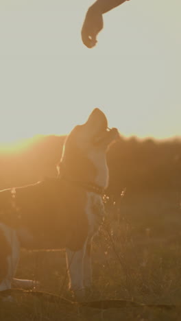 mujer instruyendo a su feliz perro beagle al aire libre durante la hora dorada en campo abierto, el perro se para emocionado en las patas traseras mientras interactúa con el dueño