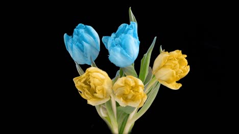 beautiful yellow and blue tulips flowers background. beautiful bouquet of tulips flowers a black background. timelapse of yellow and blue tulips flowers opening. spring, mother's day, valentine's day, holiday, love, birthday, easter backgro