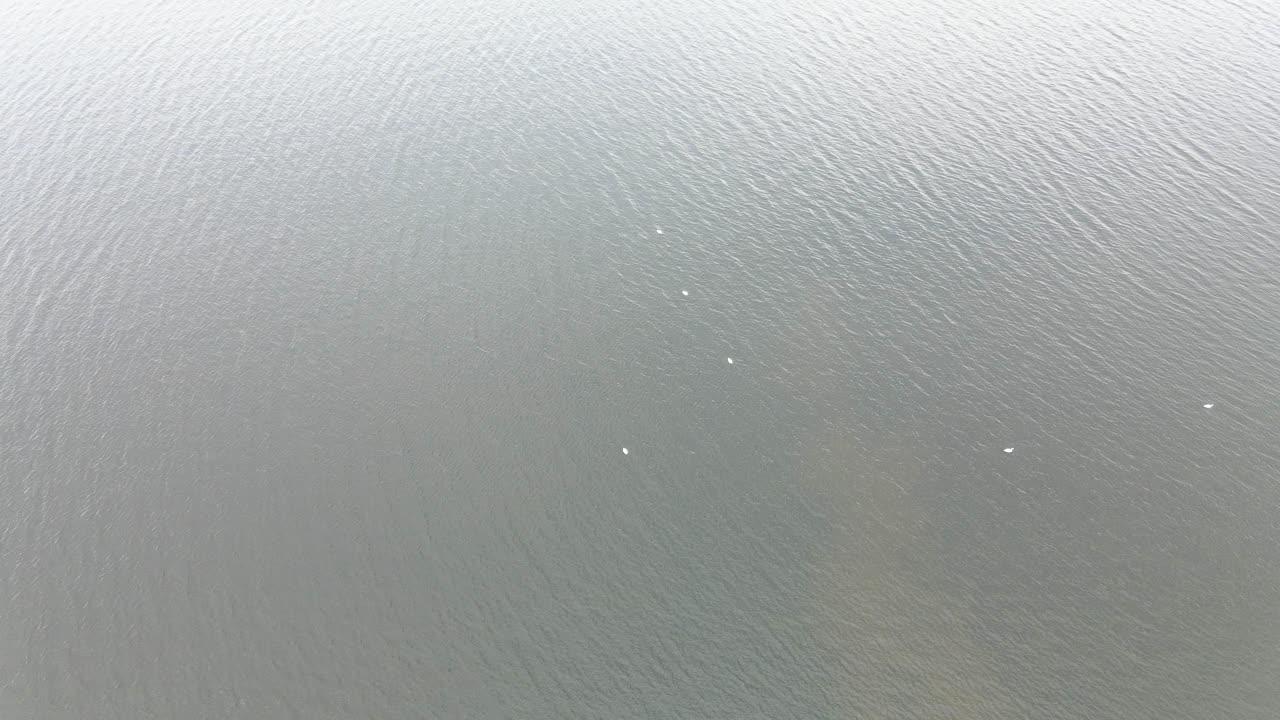 머스키건 호수에서 조용히 놀고 있는 백조의 스틸 샷